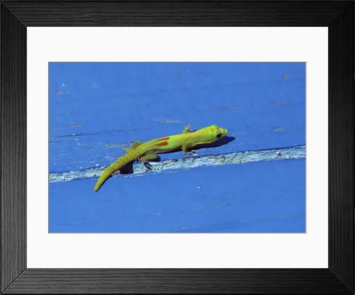Framed Print : Gold dust day gecko Framed Print : Gold dust day gecko