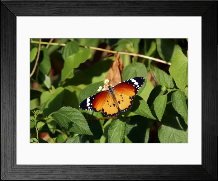 Framed Print : Monarch Butterfly Framed Print : Monarch Butterfly