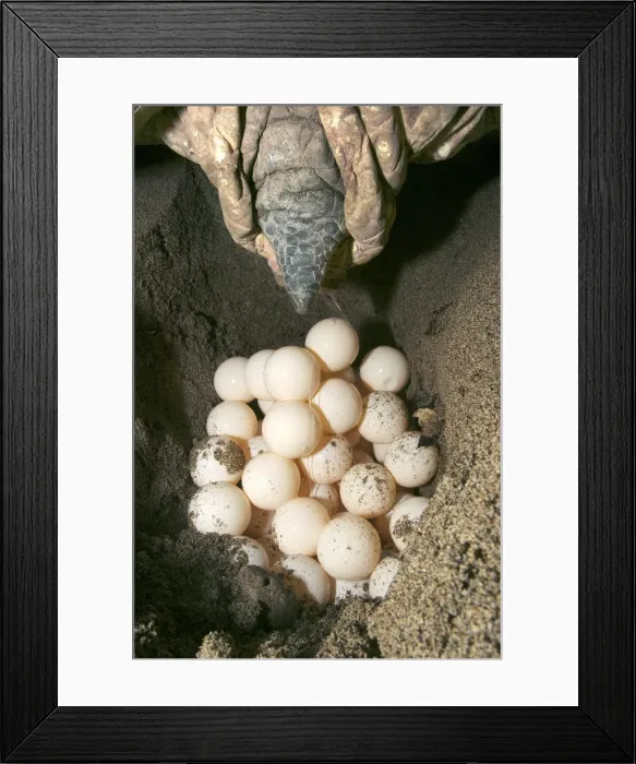 Framed Print : Green Turtle - laying eggs Mayotte Island Indian Ocean Framed Print : Green Turtle - laying eggs Mayotte Island Indian Ocean