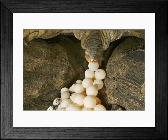 Framed Print : Green Turtle - laying eggs Mayotte Island Indian Ocean Framed Print : Green Turtle - laying eggs Mayotte Island Indian Ocean
