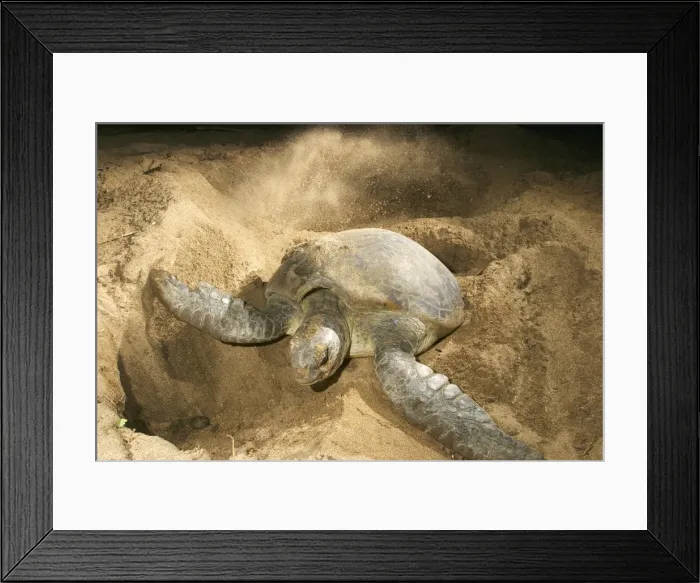 Framed Print : Green Turtle - laying eggs Mayotte Island Indian Ocean Framed Print : Green Turtle - laying eggs Mayotte Island Indian Ocean
