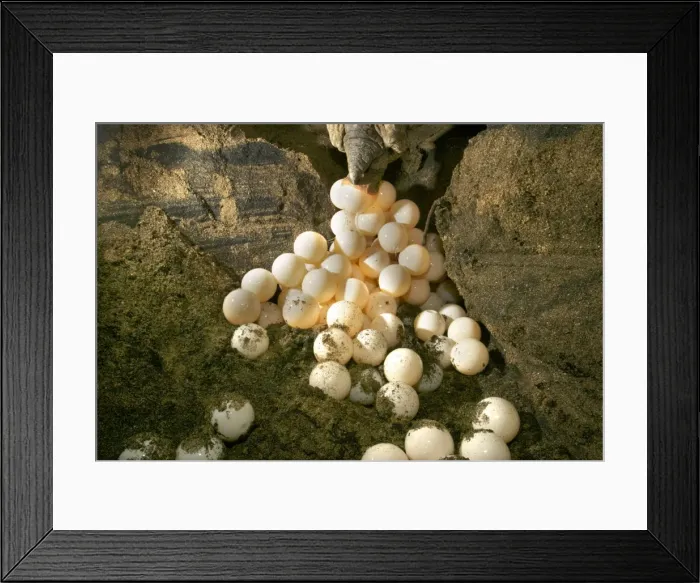 Framed Print : Green Turtle - laying eggs Mayotte Island Indian Ocean Framed Print : Green Turtle - laying eggs Mayotte Island Indian Ocean