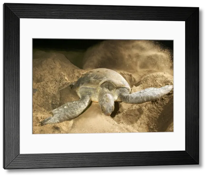 Framed Print : Green Turtle - laying eggs Mayotte Island Indian Ocean Framed Print : Green Turtle - laying eggs Mayotte Island Indian Ocean