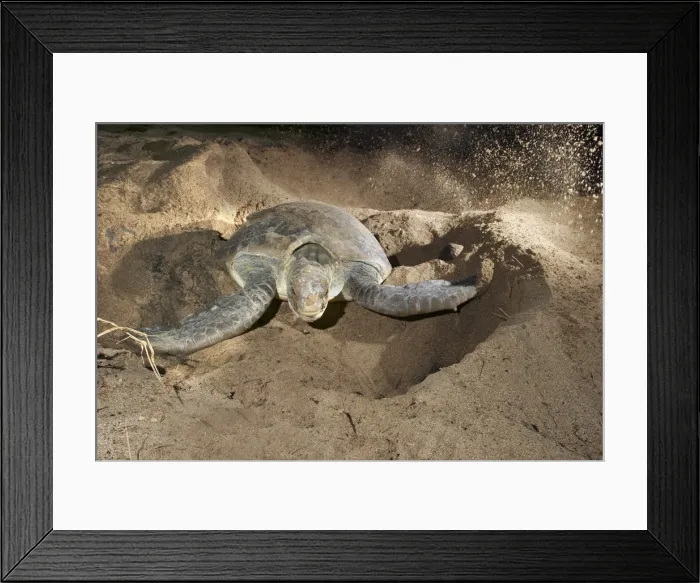 Framed Print : Green Turtle - laying eggs Mayotte Island Indian Ocean Framed Print : Green Turtle - laying eggs Mayotte Island Indian Ocean