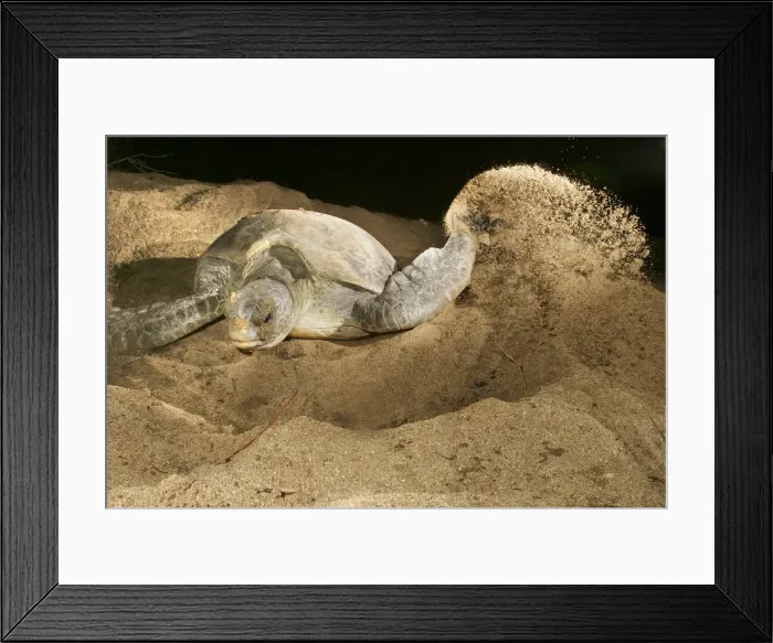 Framed Print : Green Turtle - laying eggs Mayotte Island Indian Ocean Framed Print : Green Turtle - laying eggs Mayotte Island Indian Ocean