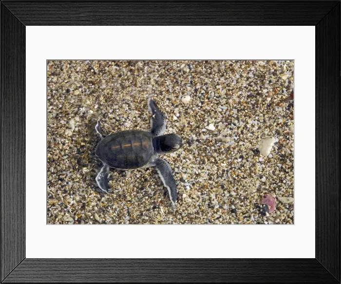 Framed Print : Sea  /  Green Turtle - baby hatchling