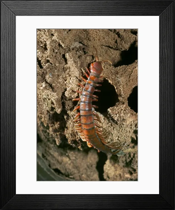 Framed Print : Centipede. WAT-10688. Centipede. Mayotte Framed Print : Centipede. WAT-10688. Centipede. Mayotte