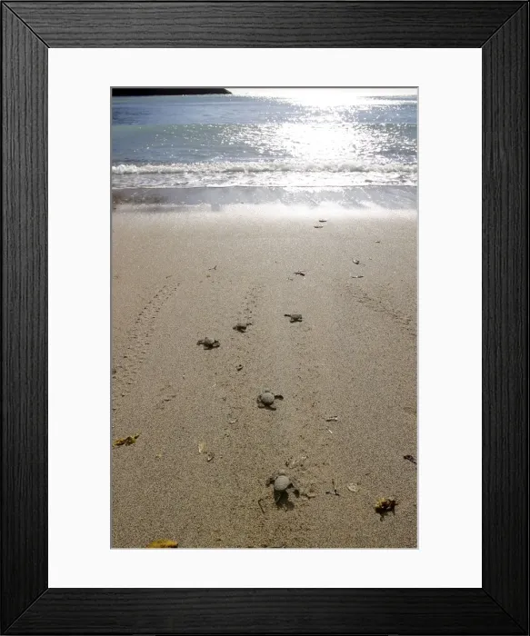 Framed Print : Sea / Green Turtle - baby hatchlings Framed Print : Sea / Green Turtle - baby hatchlings