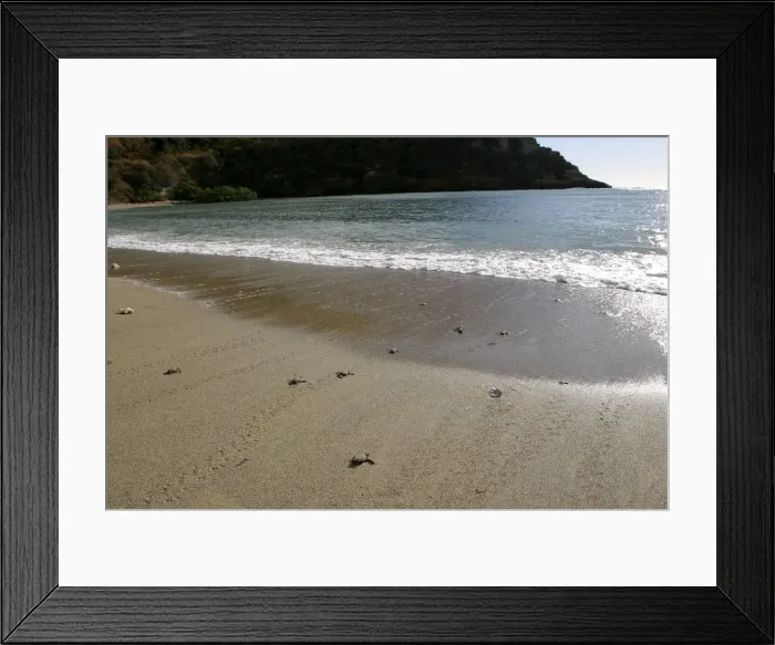 Framed Print : Sea / Green Turtle - baby hatchlings Mayotte Island Indian Ocean Framed Print : Sea / Green Turtle - baby hatchlings Mayotte Island Indian Ocean