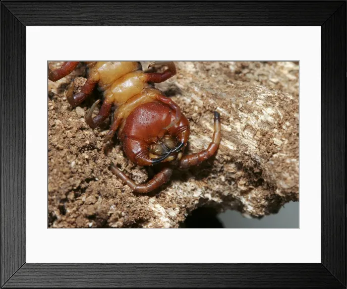 Framed Print : Centipede Mayotte Island Indian Ocean Framed Print : Centipede Mayotte Island Indian Ocean