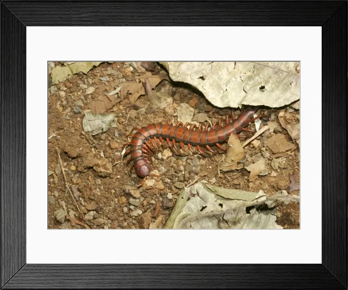 Framed Print : Centipede Mayotte Island Indian Ocean Framed Print : Centipede Mayotte Island Indian Ocean
