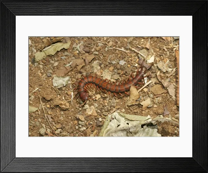 Framed Print : Centipede Mayotte Island Indian Ocean Framed Print : Centipede Mayotte Island Indian Ocean