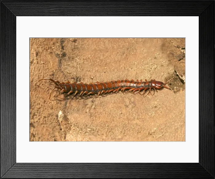 Framed Print : Centipede Mayotte Island Indian Ocean Framed Print : Centipede Mayotte Island Indian Ocean