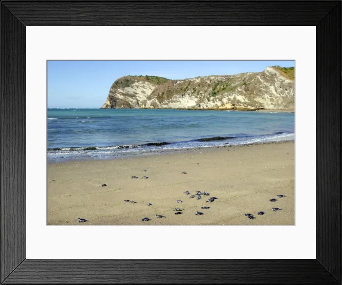 Framed Print : Sea / Green Turtle - baby hatchlings Mayotte Island Indian Ocean Framed Print : Sea / Green Turtle - baby hatchlings Mayotte Island Indian Ocean