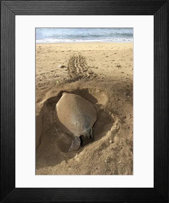 Framed Print : Sea / Green Turtle - laying eggs Mayotte Island Indian Ocean Framed Print : Sea / Green Turtle - laying eggs Mayotte Island Indian Ocean