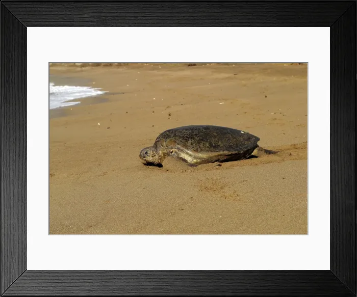 Framed Print : Sea / Green Turtle Mayotte Island Indian Ocean Framed Print : Sea / Green Turtle Mayotte Island Indian Ocean