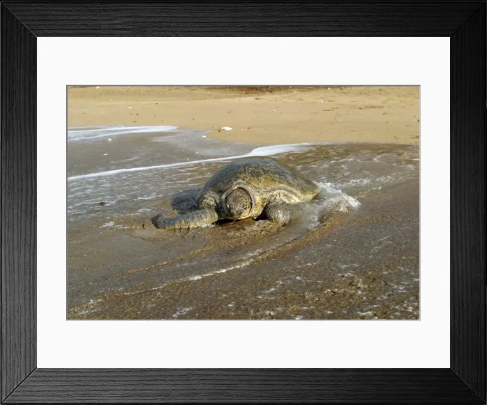 Framed Print : Sea  /  Green Turtle Mayotte Island Indian Ocean