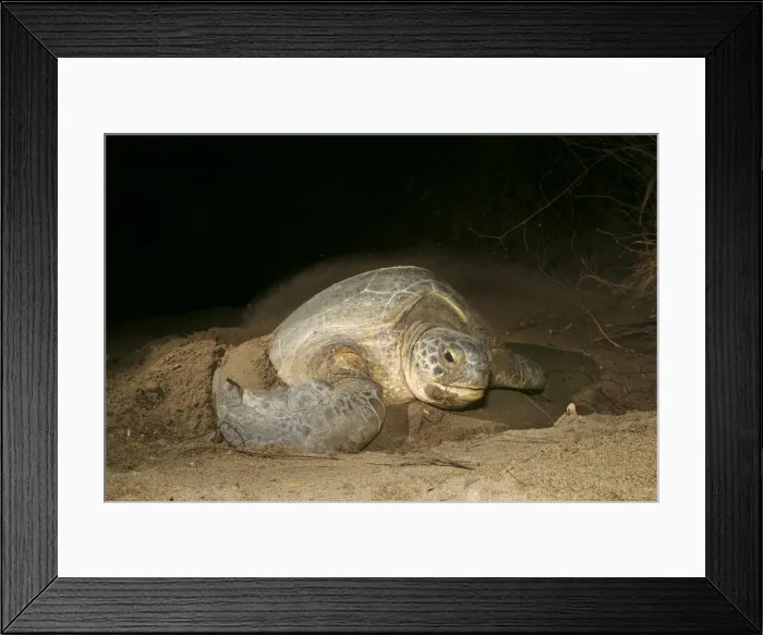 Framed Print : Sea / Green Turtle Mayotte Island Indian Ocean Framed Print : Sea / Green Turtle Mayotte Island Indian Ocean