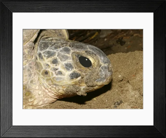 Framed Print : Sea / Green Turtle Mayotte Island Indian Ocean Framed Print : Sea / Green Turtle Mayotte Island Indian Ocean