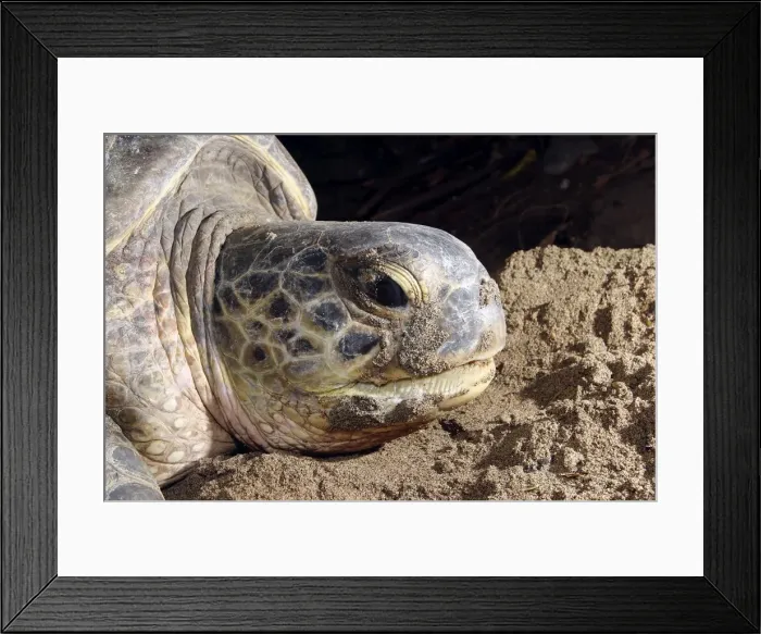 Framed Print : Sea / Green Turtle Mayotte Island Indian Ocean Framed Print : Sea / Green Turtle Mayotte Island Indian Ocean