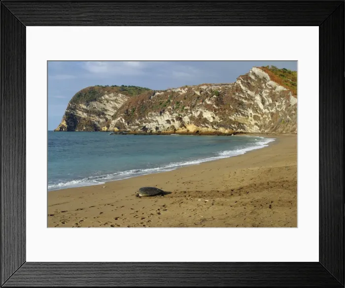 Framed Print : Sea / Green Turtle Mayotte Island Indian Ocean Framed Print : Sea / Green Turtle Mayotte Island Indian Ocean