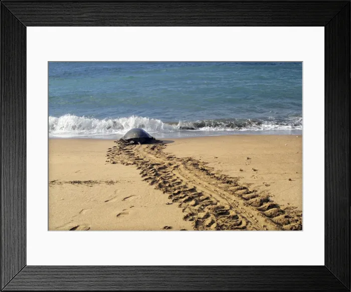 Framed Print : Sea / Green Turtle Mayotte Island Indian Ocean Framed Print : Sea / Green Turtle Mayotte Island Indian Ocean