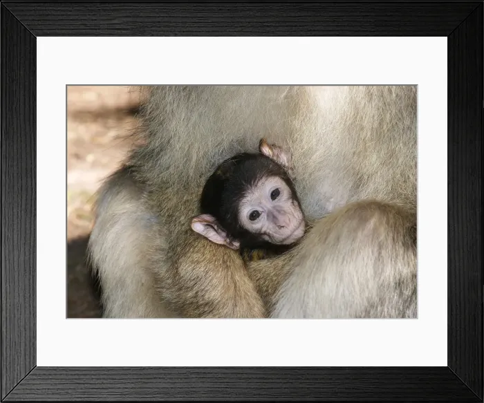 Framed Print : Barbary Macaque - baby Alsace France Framed Print : Barbary Macaque - baby Alsace France