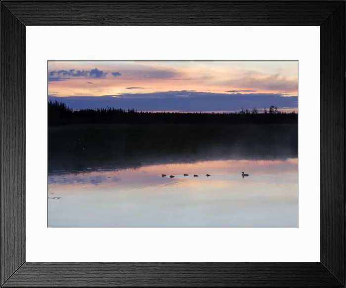Framed Print : Finland - Forest & lake Framed Print : Finland - Forest & lake