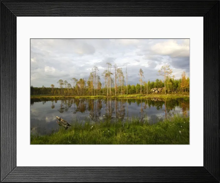 Framed Print : Finland - forest & lake Kuhmo Finland