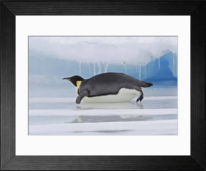 Framed Print : Emperor Penguin - Lying on belly on ice. Snow hill island Antarctica Framed Print : Emperor Penguin - Lying on belly on ice. Snow hill island Antarctica