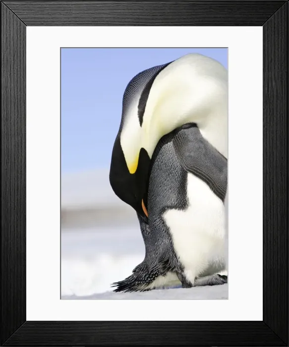 Framed Print : Emperor Penguin - Preening. Snow hill island Antarctica
