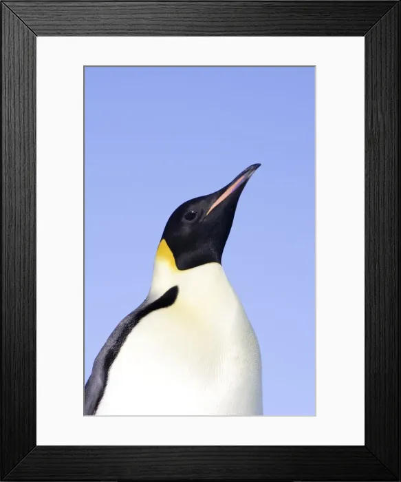 Framed Print : Emperor Penguin. Snow hill island Antarctica Framed Print : Emperor Penguin. Snow hill island Antarctica