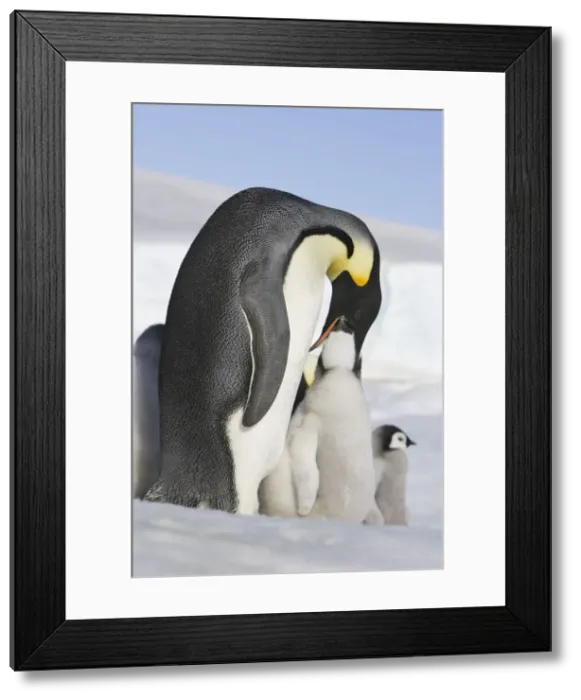 Framed Print : Emperor Penguin feeding young. Snow hill island Antarctica Framed Print : Emperor Penguin feeding young. Snow hill island Antarctica