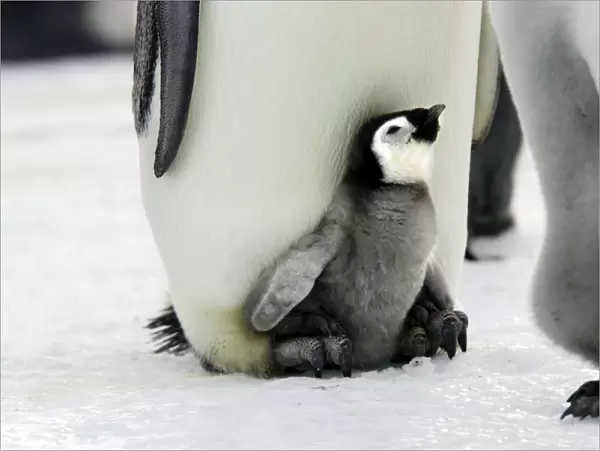 Emperor Penguin - Adult with young at feet. Snow hill island Antarctica