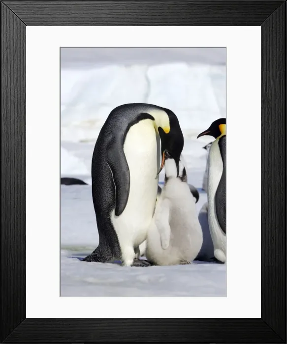 Framed Print : Emperor Penguin feeding young. Snow hill island Antarctica