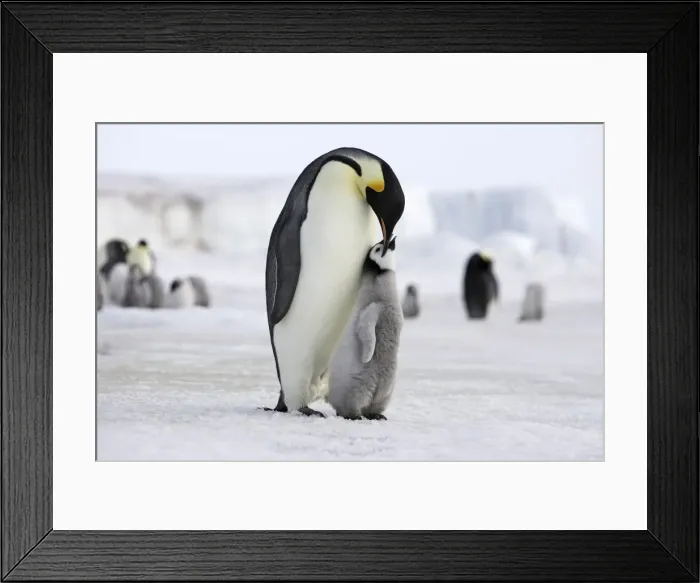 Framed Print : Emperor Penguin - Adult with young. Snow hill island Antarctica Framed Print : Emperor Penguin - Adult with young. Snow hill island Antarctica