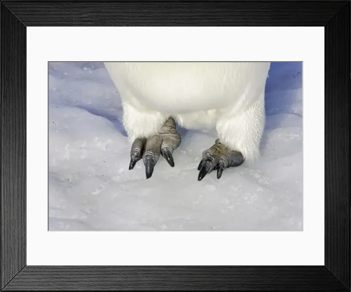 Framed Print : Emperor Penguin - Close-up of feet. Snow hill island Antarctica Framed Print : Emperor Penguin - Close-up of feet. Snow hill island Antarctica