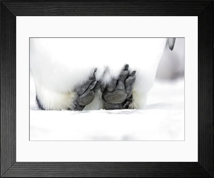 Framed Print : Emperor Penguin - Close-up of feet. Snow hill island Antarctica Framed Print : Emperor Penguin - Close-up of feet. Snow hill island Antarctica