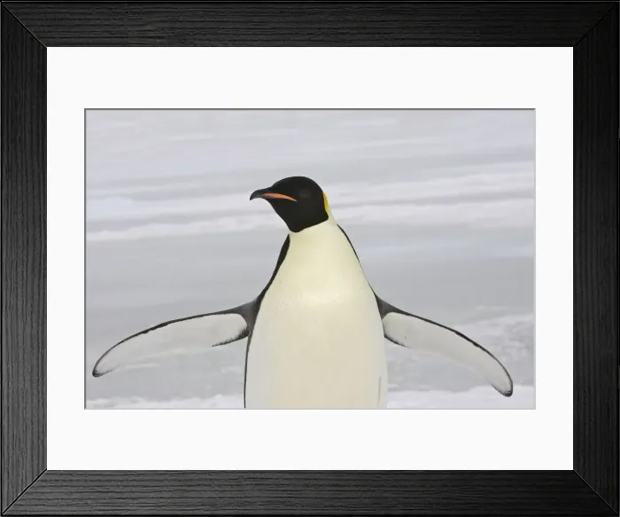 Framed Print : Emperor Penguin - With wings outstretched. Snow hill island Antarctica Framed Print : Emperor Penguin - With wings outstretched. Snow hill island Antarctica