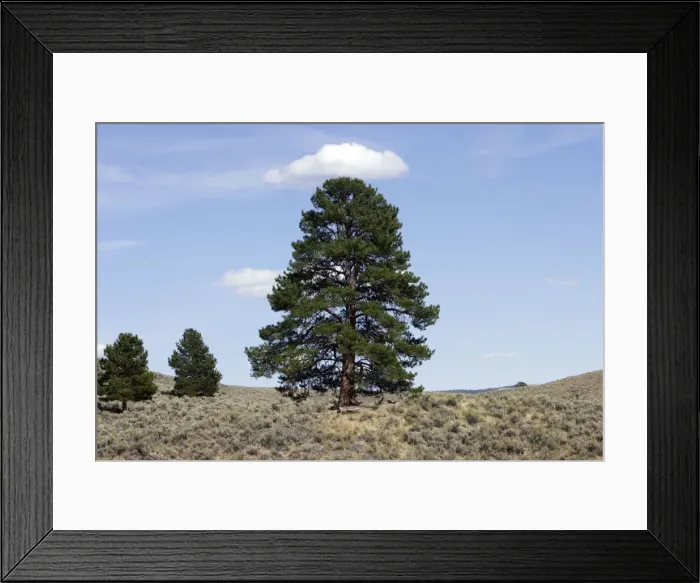 Framed Print : Ponderosa pine tree. Ponderosa Ranch, Seneca, Oregon, USA Framed Print : Ponderosa pine tree. Ponderosa Ranch, Seneca, Oregon, USA
