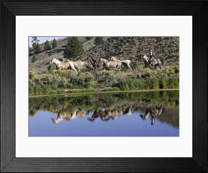 Framed Print : Cattlemen herding Quarter  /  Paint Horses. Ponderosa Ranch - Seneca - Oregon - USA