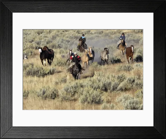Framed Print : Cattlemen herding Quarter / Paint Horses. Ponderosa Ranch - Seneca - Oregon - USA Framed Print : Cattlemen herding Quarter / Paint Horses. Ponderosa Ranch - Seneca - Oregon - USA