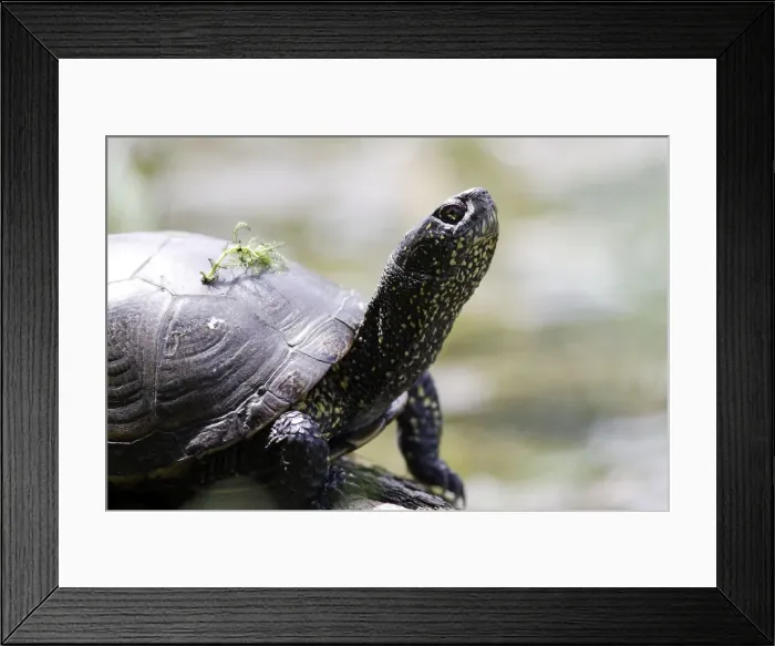 Framed Print : European Pond Turtle. France Framed Print : European Pond Turtle. France