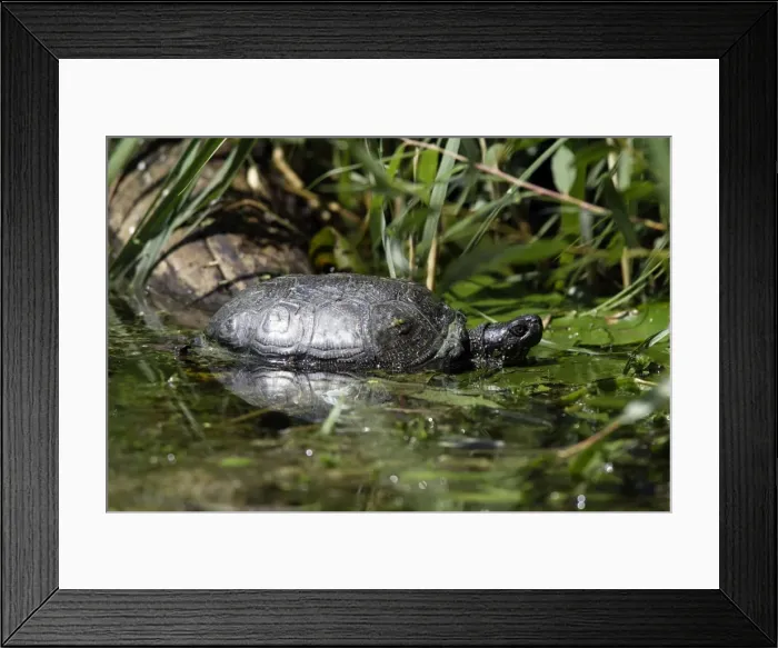 Framed Print : European Pond Turtle. France Framed Print : European Pond Turtle. France