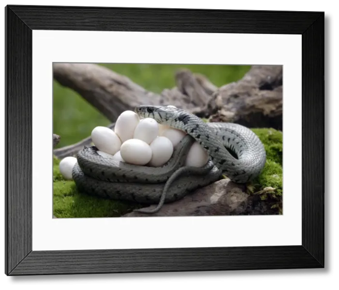 Framed Print : Grass / Ringed Snake with eggs Framed Print : Grass / Ringed Snake with eggs