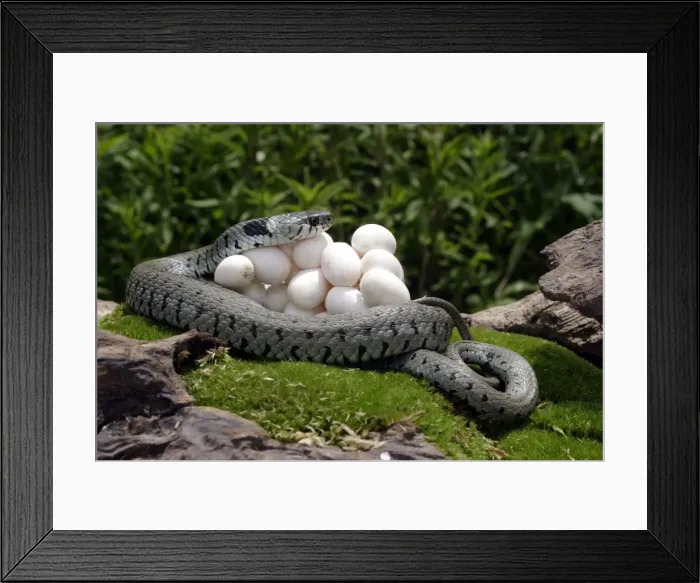 Framed Print : Grass / Ringed Snake with eggs. France Framed Print : Grass / Ringed Snake with eggs. France