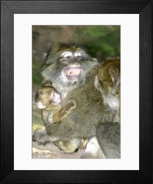 Framed Print : Barbary Macaque - Male and baby. Intimidation La Montagne des Singes - Kintzheim 67600 Alsace - France Framed Print : Barbary Macaque - Male and baby. Intimidation La Montagne des Singes - Kintzheim 67600 Alsace - France