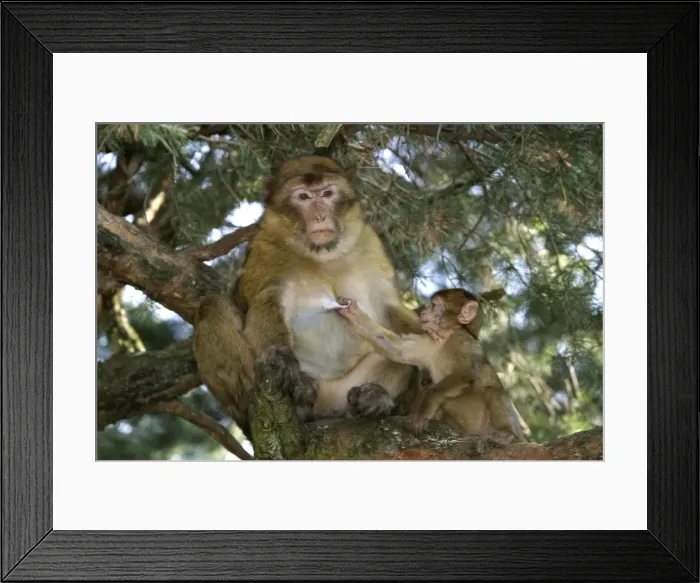 Framed Print : Barbary Macaque - Female and baby pulling on teet La Montagne des Singes - Kintzheim 67600 - Alsace - France Framed Print : Barbary Macaque - Female and baby pulling on teet La Montagne des Singes - Kintzheim 67600 - Alsace - France
