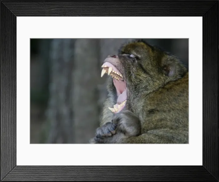 Framed Print : Barbary Macaque - Male - intimidation La Montagne des Singes - Kintzheim 67600 - Alsace - France Framed Print : Barbary Macaque - Male - intimidation La Montagne des Singes - Kintzheim 67600 - Alsace - France