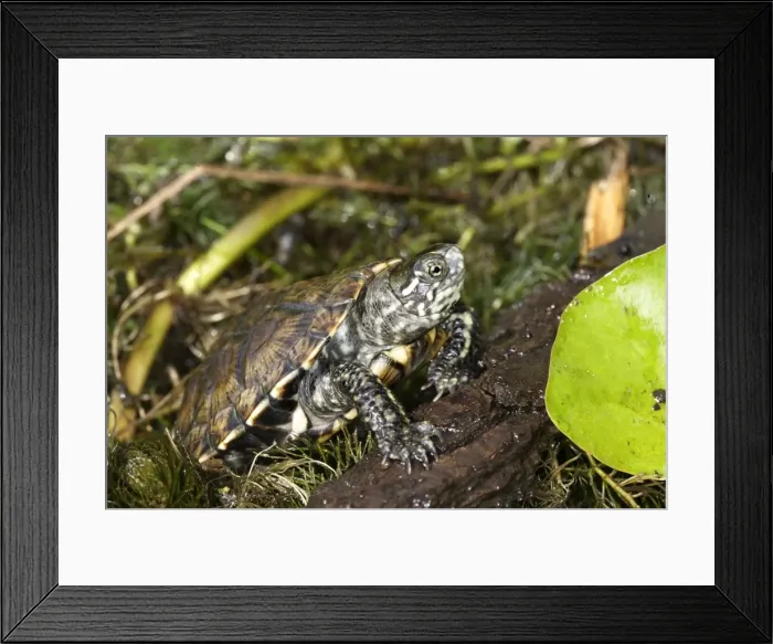 Framed Print : European Pond Turtle Framed Print : European Pond Turtle